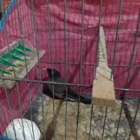 مرغ مینا|پرنده|مینودشت, |دیوار