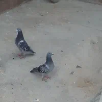 کبوتر پلاکی