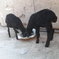 بره|حیوانات مزرعه|ساوه, |دیوار