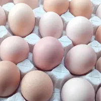 تخم مرغ تازه و نطفه دار تضمینی
