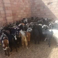صد راس بز داشتی