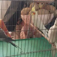 عروس هلندی مولد همراه جوجه