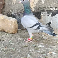 کفتر هوایی قیمت مناسب