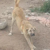 سکه قله دار