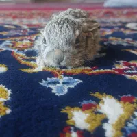 خرگوش کوهی