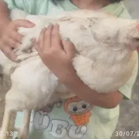 مرغ