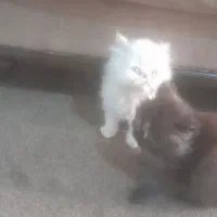 پرشین سوپرفلت