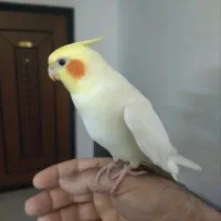 عروس هلندی گمشده