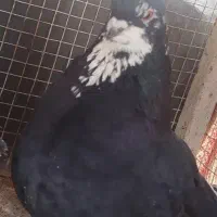 کبوتر تزئینی