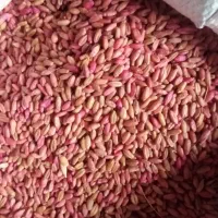 بذر گندم آمریکایی