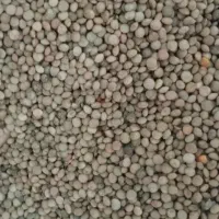 فروش عدس سفیدمحلی