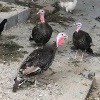 بوقلمون ماده