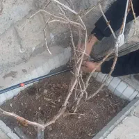 احداس قطره‌ای در باغات و باغچه ها