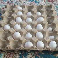 تخم کبوتر کفتر تازه و سالم