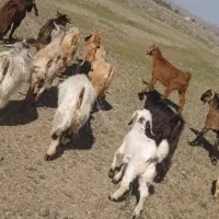 چپش گیسه بز|حیوانات مزرعه|جیرفت, |دیوار