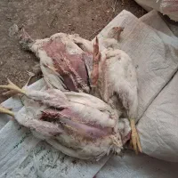 تلفات مرغ برای سگ