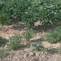 زمین کشاورزی جعفر آباد جرم افشار