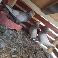 جوجه|پرنده|شیراز, محمودآباد|دیوار