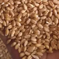 فروش گندم کیلو 47000