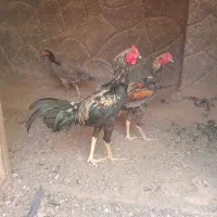 مرغ و خروس لاری