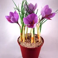 فروش پیاز زعفران