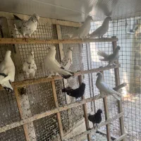کبوتر دم چتری پا پری