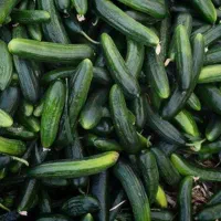 خیار محلی و لوبیا سبز