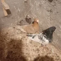 سار زرد کله 500