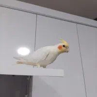 عروس هلندی ماده و مرغ عشق