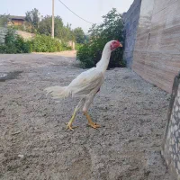 خروس لاری سفید اسل نامبر وان