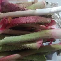 ریواس کوهی