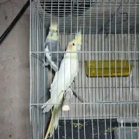 عروس هلندی جفت