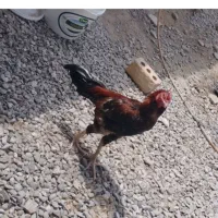 دانخوری و آبخوری دست دوم