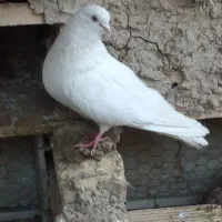 سفید نر