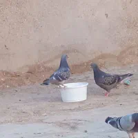 کبوتر دورگ