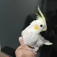گمشده