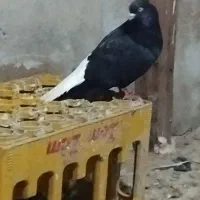 کفتر دم سفید