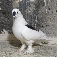 کبوتر سسلی نر قره قاشقالی پخته