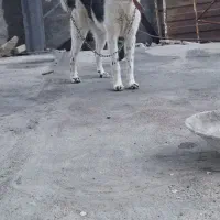 قدرنجونی نرو ماده