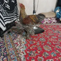 خروس پاپری و بسیار زیبا