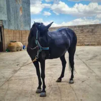 اسب