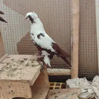 ککیلی ب نشان آتلما