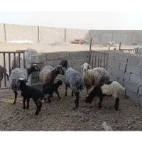 میش بره داشتی