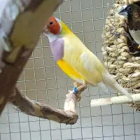 فنچ گلدین نر