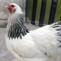 مرغ برهما