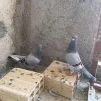 یک جفت کبوتر پلاکی خوب