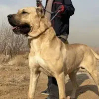 حیوان
