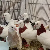 تعدادی کفتر طوقی وتهرانی