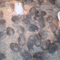 بلدرچین
