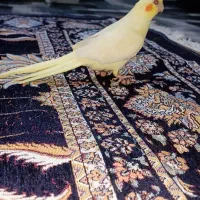 ماده عروس